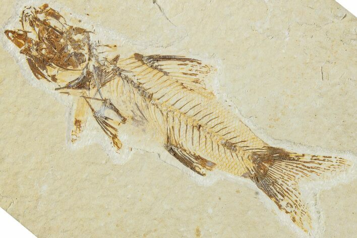 Bargain, Fossil Fish (Amphiplaga) - Rare Species #229538